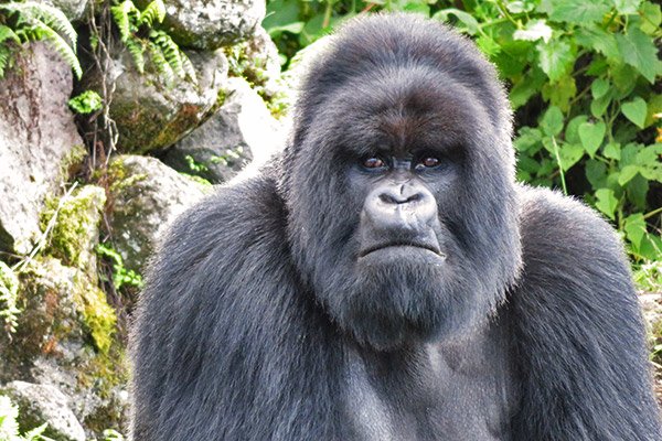 Silverback Gorilla in Rwanda