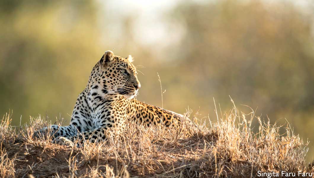 Leopard at Singita