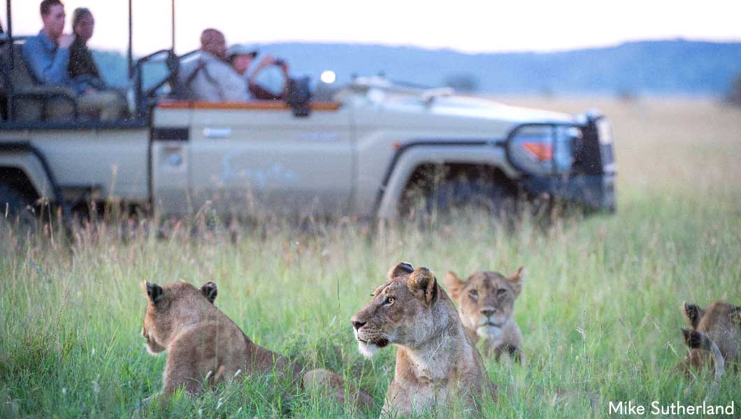 Lion Pride at Singita