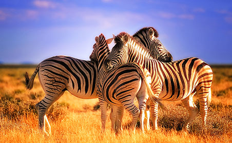 south africa safari package