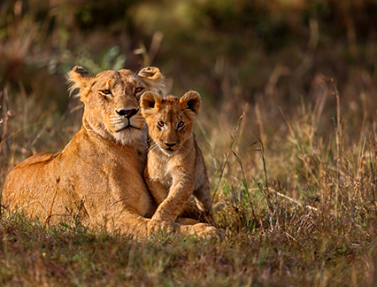 tanzania animal safari