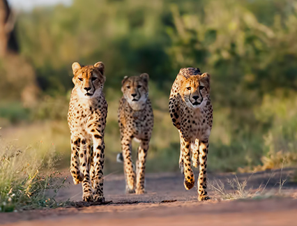 south africa safari package