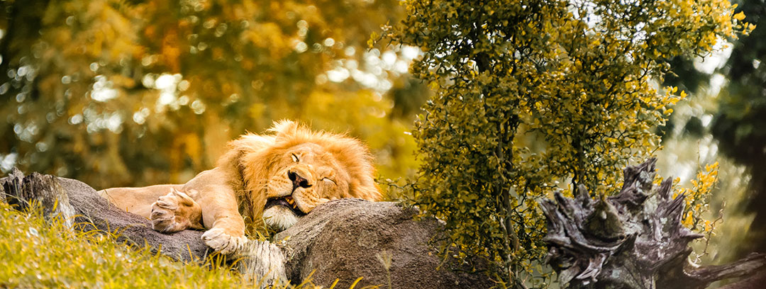 Lion sleeping