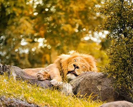 Lion sleeping