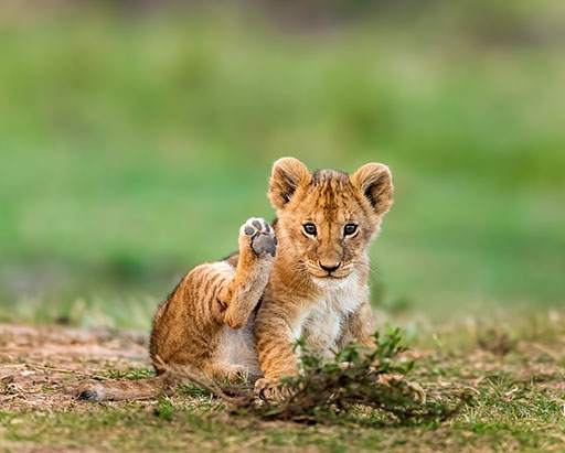 Lion-cub