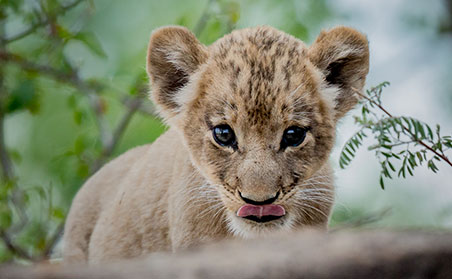 tanzania animal safari