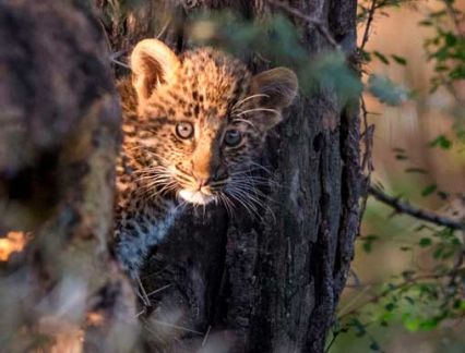 Leopard Cub - Taasa Lodge
