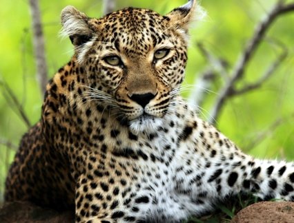 Leopard in Tanzania