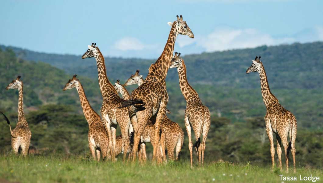 Giraffes at TAASA