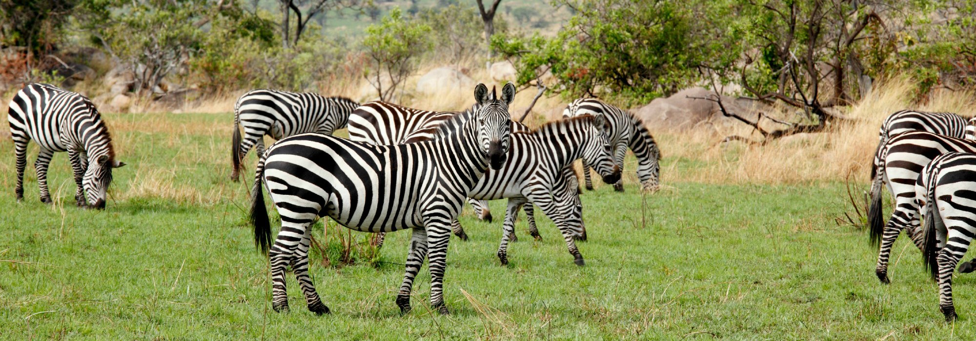 Zebra