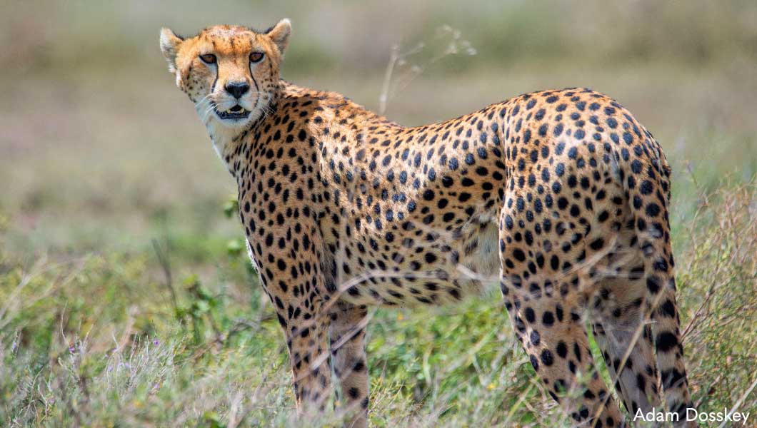 Cheetah in Tanzania