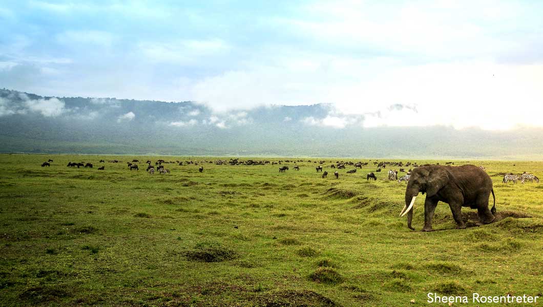 Elephant in the crater