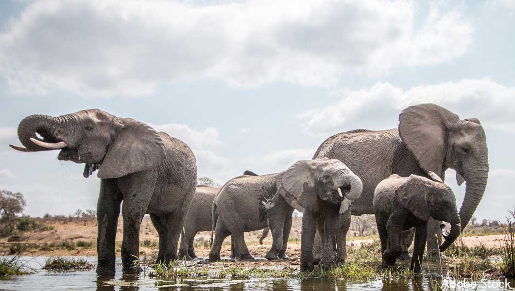 Elephants