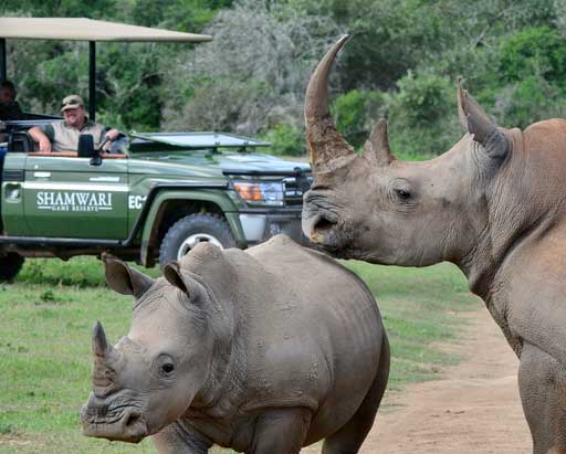 Rhinos at Shamwari Game Reserve