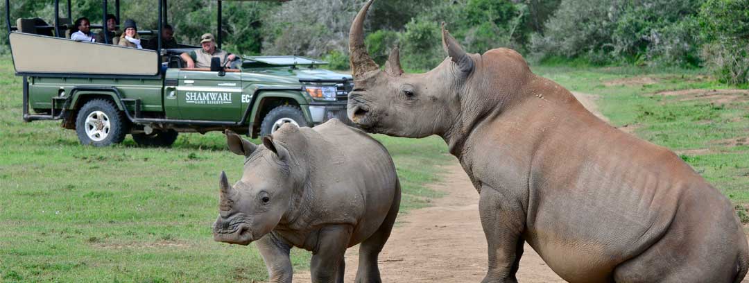 Rhinos at Shamwari Game Reserve