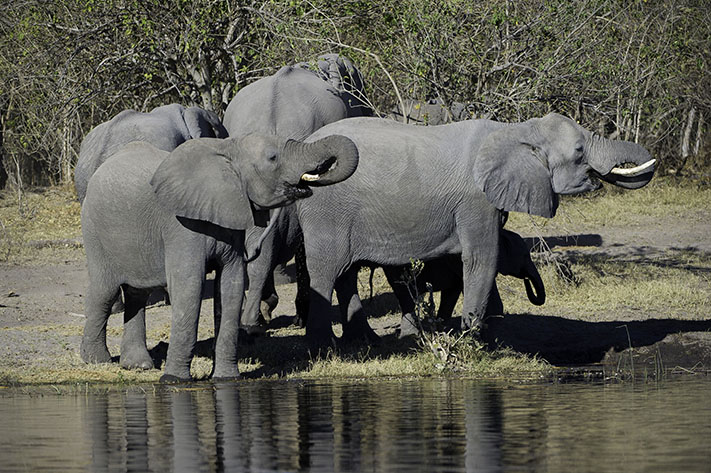 elephants drinking