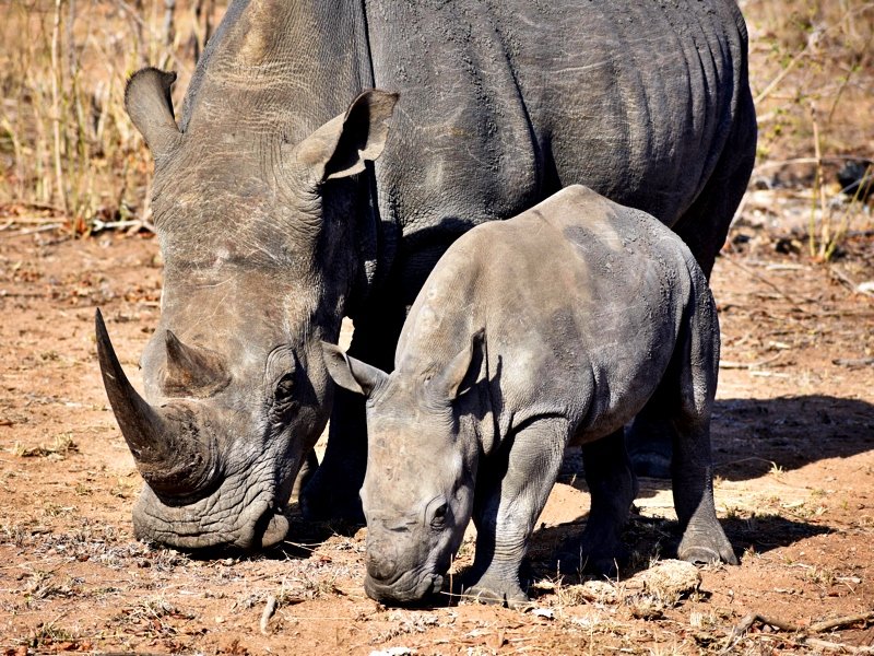 Rhino mom and calf