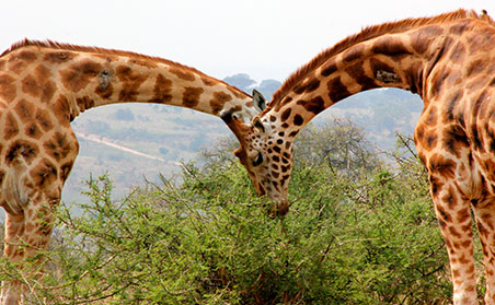 tanzania animal safari