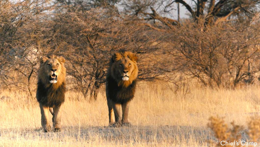 Lions at Chief&#039;s Camp