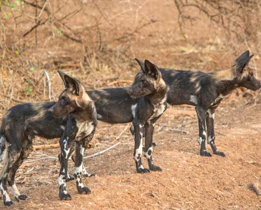 Wild Dogs at Saasab