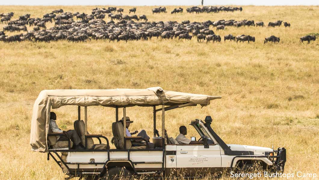 Game drive at Serengeti Bushtops