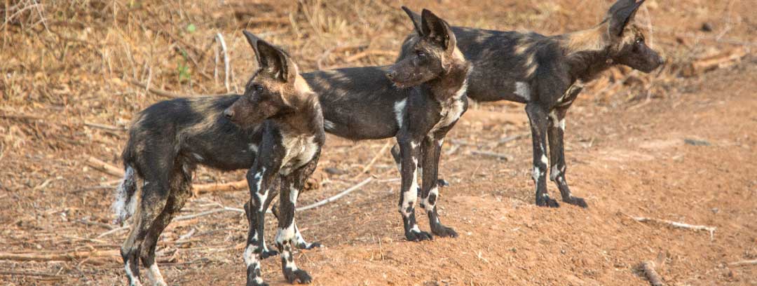 Wild Dogs at Saasab