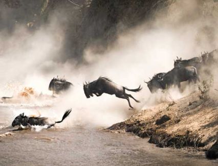 Wildebeest Leaping
