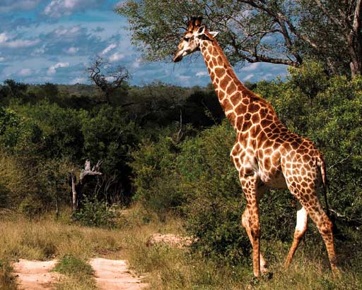 Giraffe at Lion Sands Game Reserve