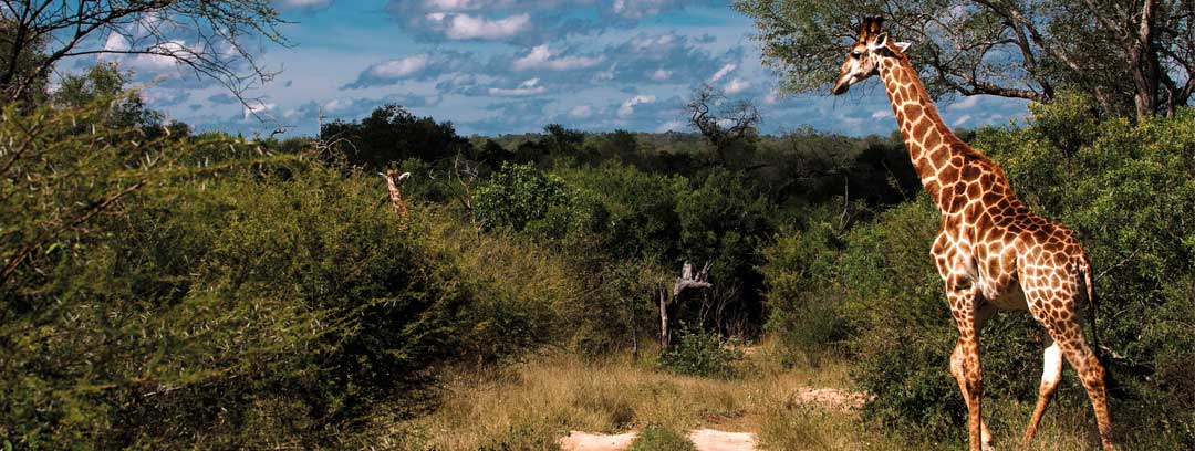 Giraffe at Lion Sands Game Reserve