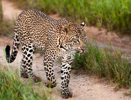 Leopard at Lion Sands