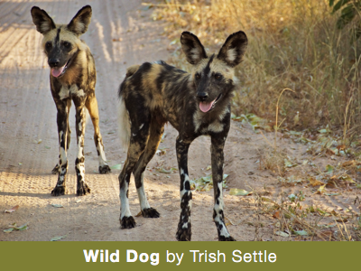 Wild Dog by Trish Settle