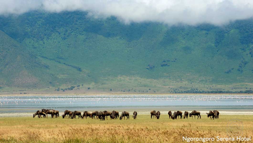 Wildebeest in the crater