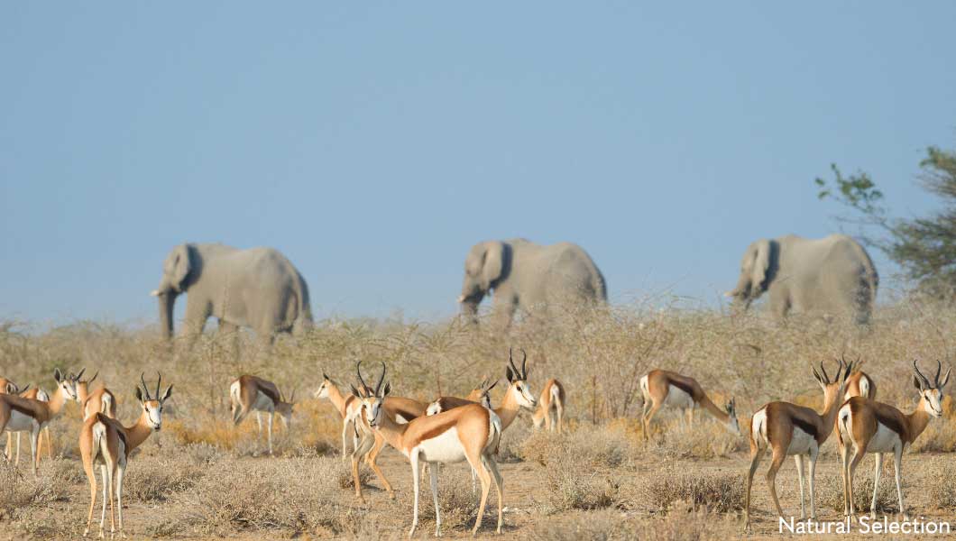 Wildlife at Safarihoek