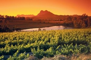 Cape Winelands