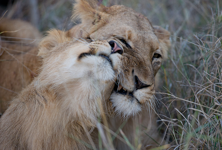 Cuddling Lions