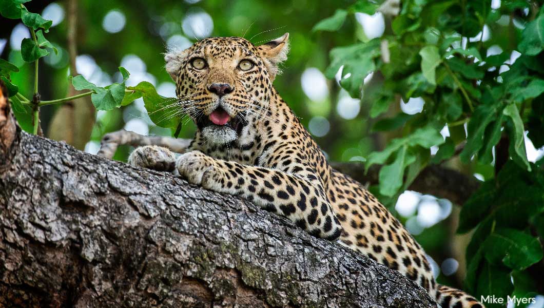 Leopard at Xigera - Mike Myers