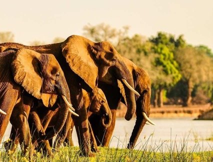 Elephants in Zambia