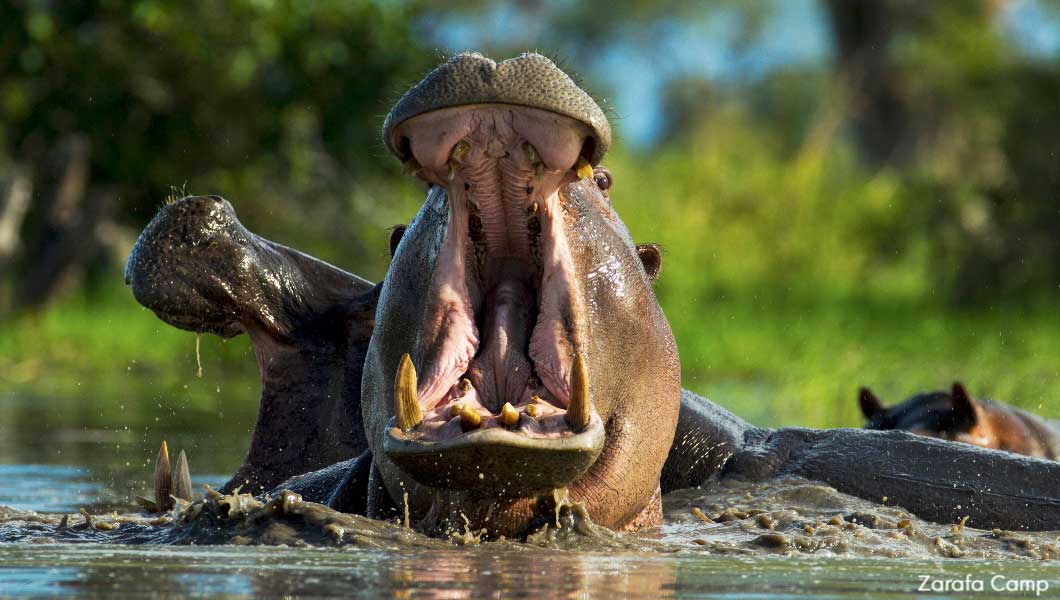 Hippo at Zarafa Camp