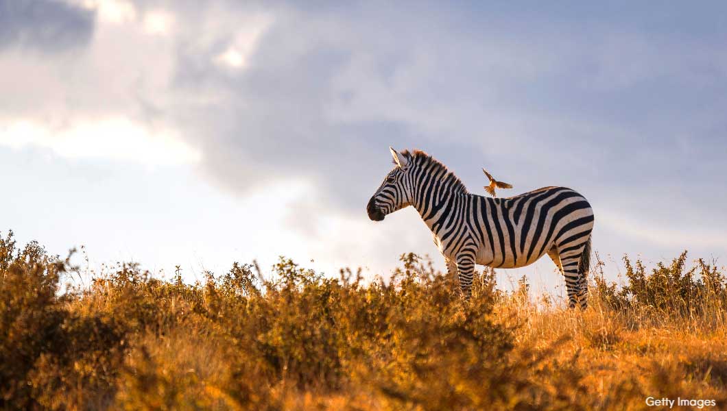 Zebra at Sunset