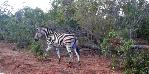 Zebra at Kapama