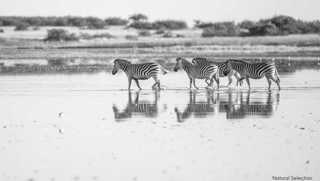 Zebra Reflections