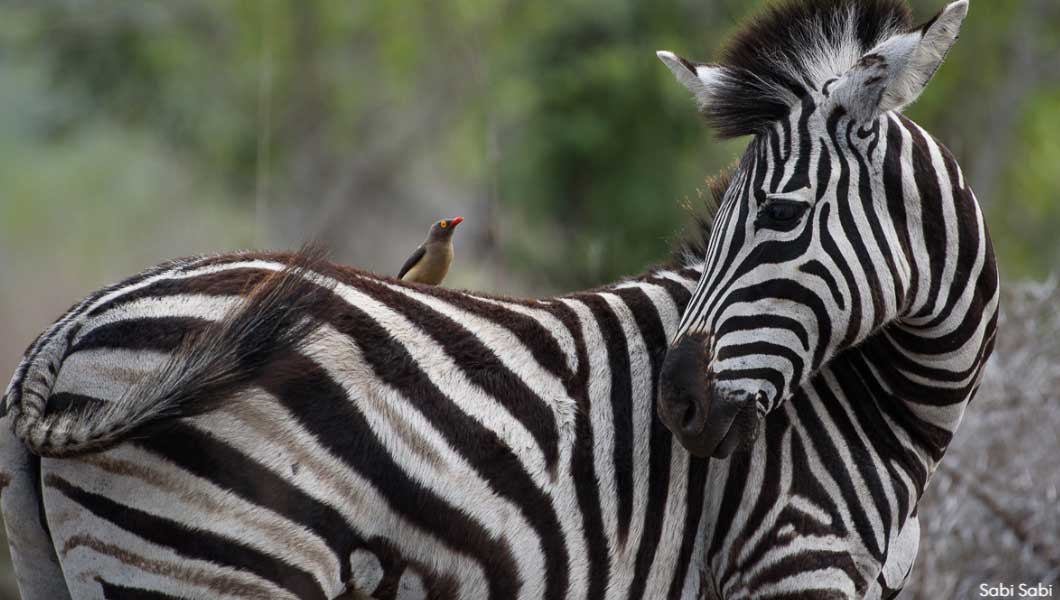 Zebra at Sabi Sabi