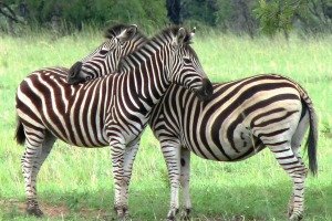 Encounter zebras on safari Zebras on safari