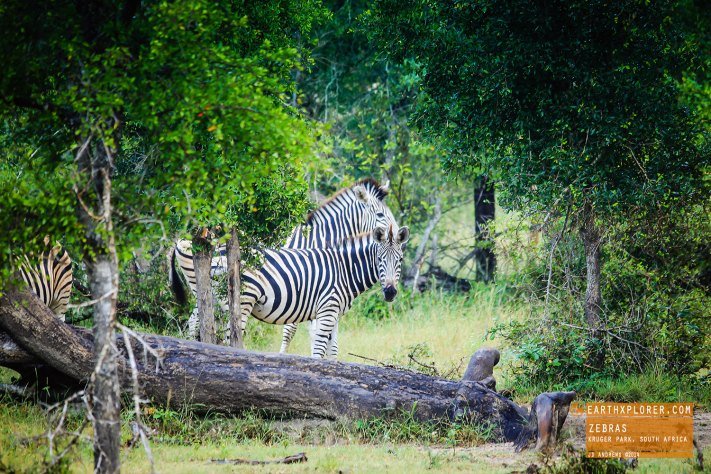 Zebras Kruger National Park, South Africa