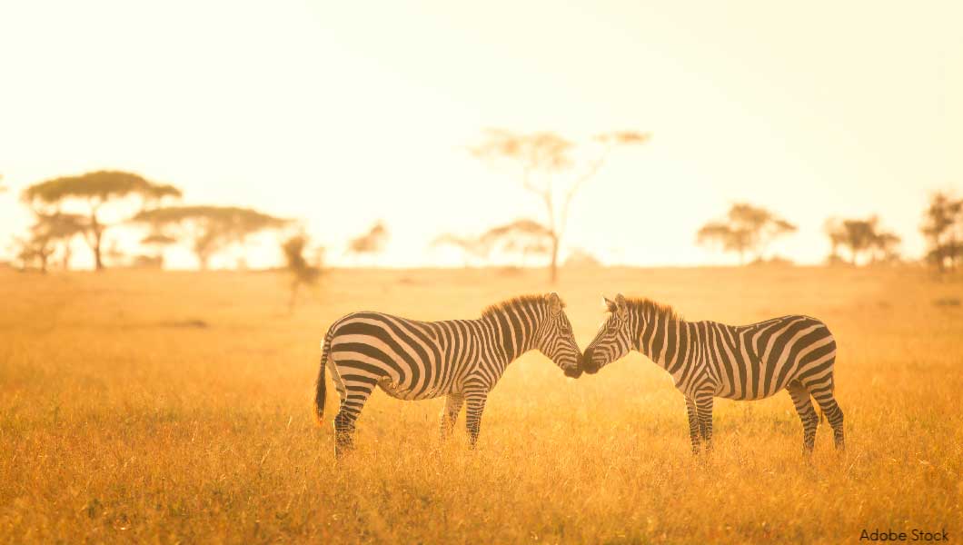 Zebras at Sunset