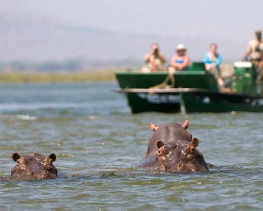 Hippos at Ruckomechi