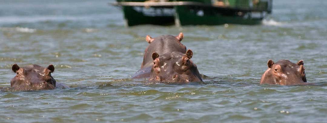 Hippos at Ruckomechi