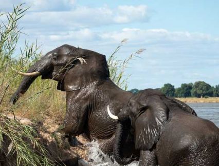 Elephants at Ruckomechi