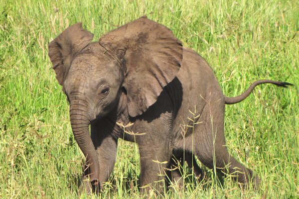 Baby elephant in Tanzania