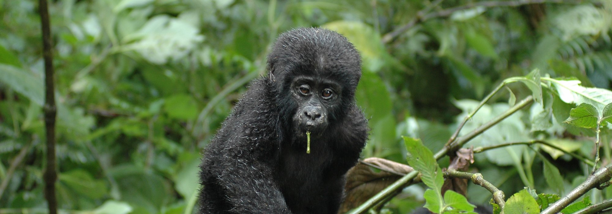 Gorillas Volcanoes National Park, Rwanda